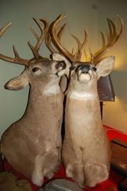 Deer Taxidermy Mounts
