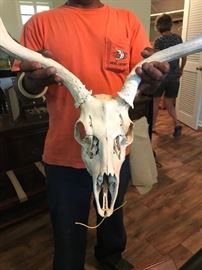 Large Skull Perfect Condition!