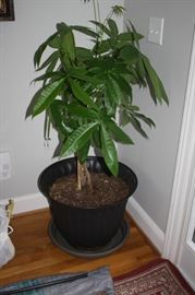 Plant for sale
