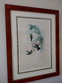 David Plank bird watercolor
