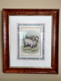 "Horned Dorset" framed print
