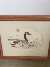 Canadian goose, framed  artist  Shappep