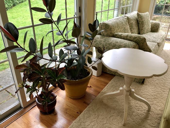 Potted Rubber Tree, Plants, Pedestal Table