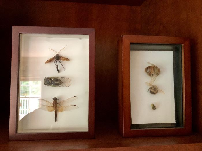 Framed Insect Shadow Boxes