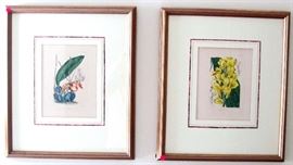 pair of botanical prints