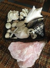 Shells and rocks