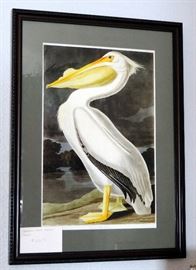White Pelican Framed Print