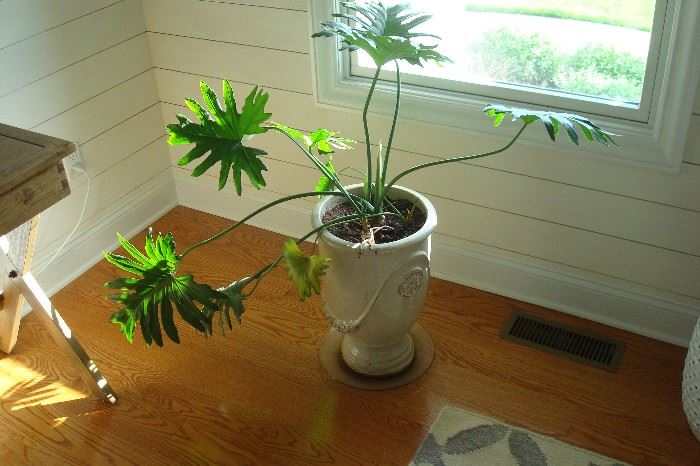 ceramic planter with plant.