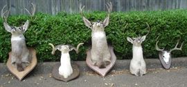 Taxidermy