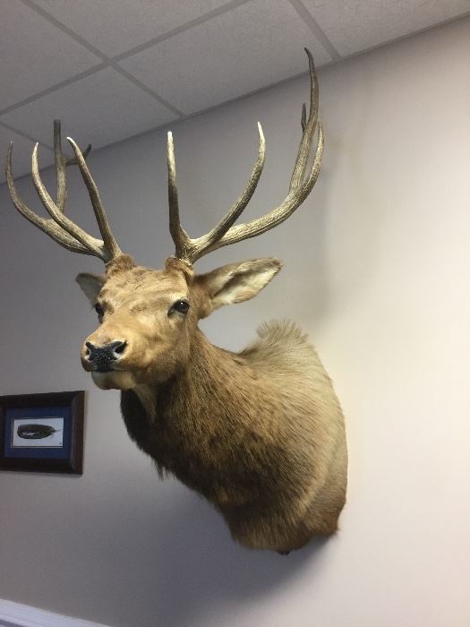 Large Moose head