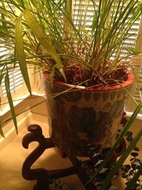 Large live plant with wooden stand