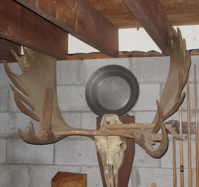 Vintage Moose Antlers