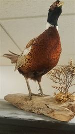 So awesome taxidermy