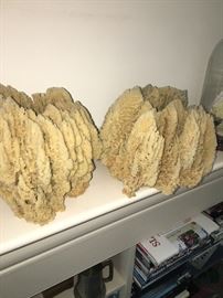 Large natural sponges. Art work in their own right!