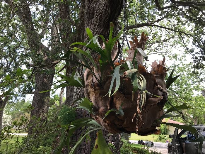 HUGE staghorn