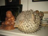 Puffer fish