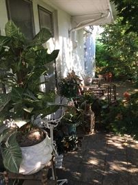 Porch plants 