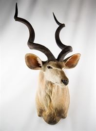 African Greater Kudu Taxidermy Shoulder Mount