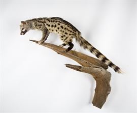 African Genet Cat Full-Body Taxidermy Mount