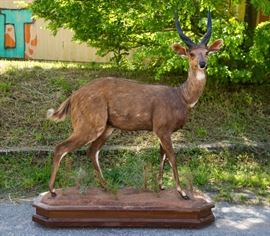 African Bushbuck Full-Body Taxidermy Mount