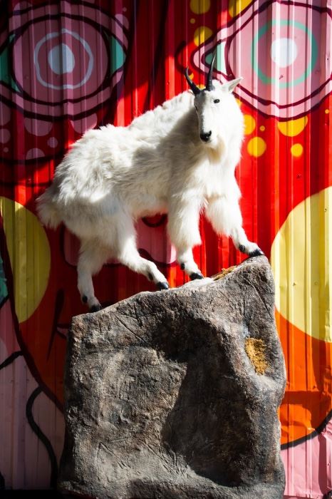North American Rocky Mountain Goat Full-Body Taxidermy Mount