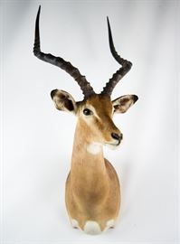African Impala Taxidermy Shoulder Mount