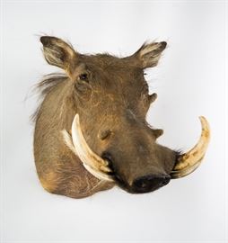 African Common Warthog Taxidermy Shoulder Mount