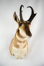 North American Pronghorn Antelope Taxidermy Shoulder Mount