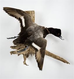 North American Ring-Necked Duck Full-Body Taxidermy Mount