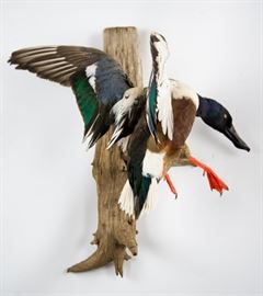 Northern Shoveler Duck Full-Body Taxidermy Mount