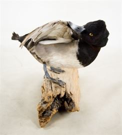 North American Ring-Necked Duck Full-Body Taxidermy Mount