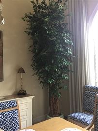 8 foot imitation ficus. Never needs water. Doesn’t shed leaves