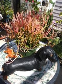 Dachshund  and potted plant.
