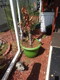 Yard art and plastic pot.