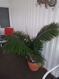Potted palm.
