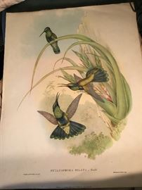 Old hummingbird prints