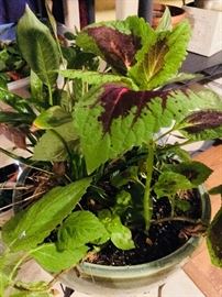 Houseplants 