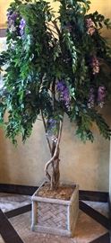 Wisteria Silk Tree 
