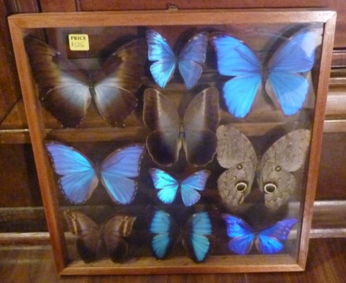 Framed shadowbox of butterflies, frame is 15" L X  15" W
