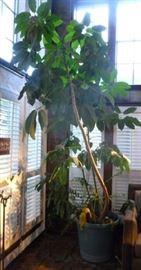 Very large potted tree plant
