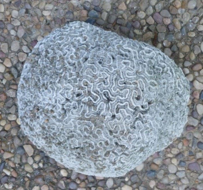 Large piece of brain coral
