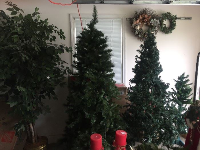 Lighted Christmas trees and artificial ficus tree