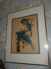 Audubon Society Print