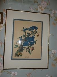 Audubon Society Print