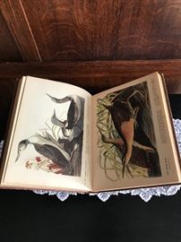 Audubon Book with beautiful illustrations