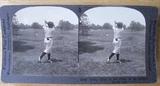 Complete set of 50 different Sterographic/ Stereoview cards issued in 1929. Complete with original box. Manufactured by Keystone View company. Brief write-up on back of each card by Grantland Rice, a noted sportswriter. Cards are thick card stock, b&w, approx 3.5x7. Included are: Bobby Jones – 10 diff cards including “sinking a putt with his famous putter – Calamity Jane”, and “playing out of a sand trap; and”at the finish of his swing: etc. Others in set and number of cards are: Horton Smith (first ever winner of the Masters) 4 cards; Leo Diegel (won PGA twice & 30 tour events) 3 cards; Gene Sarazen (one of only 5 golfers to win all 4 Majors, 39 total tour victories -10th all time) 6 cards; Johnny Farrell (won the 1928 US Open in playoff with Bobby Jones, and 29 other tour events) 5 cards; Larry Nabholtz (won the 1925 Ohio open) 8 cards; MacDonald Smith (24 wins on the PGA tour) 2 cards; Billy Burke (17 Tour wins – US Open Champ 1931) 3 cards; Bobby Cruickshank (17 tour victor