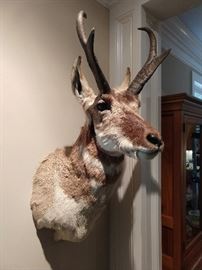 One of four taxidermies of African wildlife, this one a prong horn antelope shoulder mount; overall size 34"h x 12"w x 18"d.