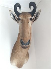 Red hartebeest shoulder mount; overall size 46"h x 20"w x 27"d.