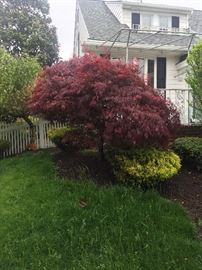 Japanese Maple (3) can be transplanted. $125
