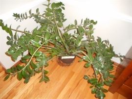 Zanzibar Gem Plant, there are two plants available